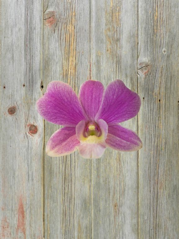 PINK DENDROBIUM BOUQUET - 5 STEM